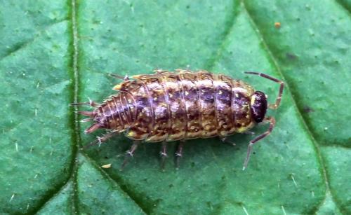 Philoscia muscorum